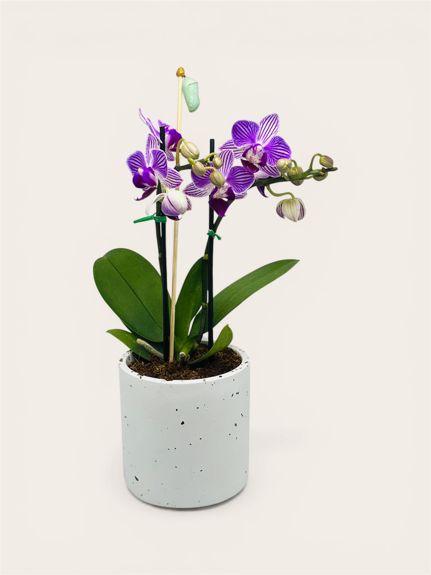 Crisálida con orquídea