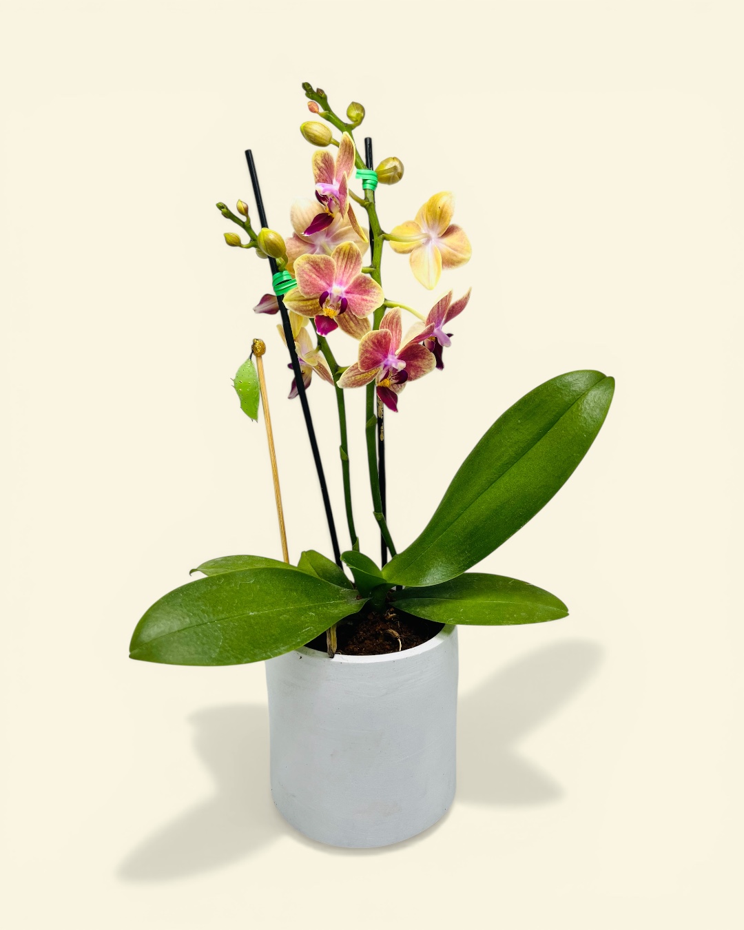 Crisálida con orquídea