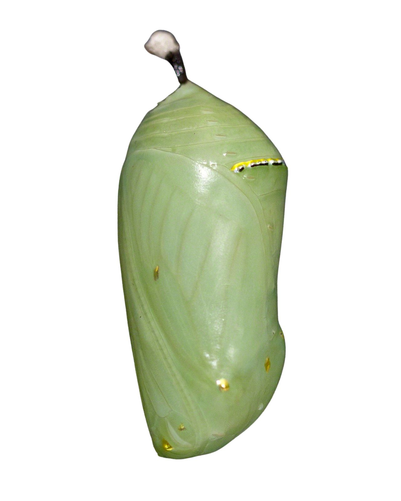 Crisálida de mariposa Monarca