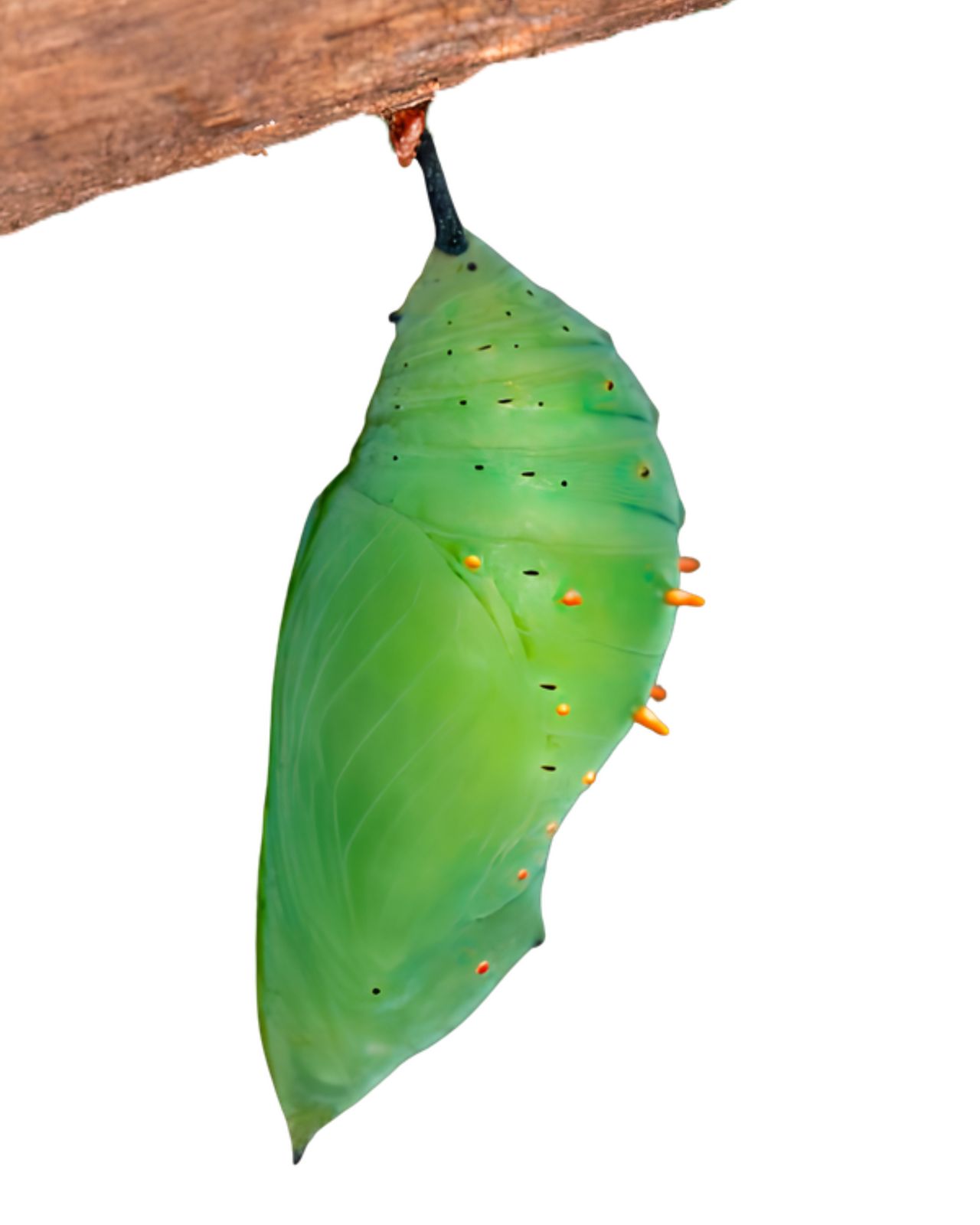 Crisálida de mariposa Siproeta
